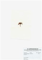 藏品(旋花藻)的圖片